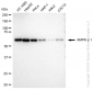 KD-Validated Anti-AMPK alpha 1 Rabbit Monoclonal Antibody